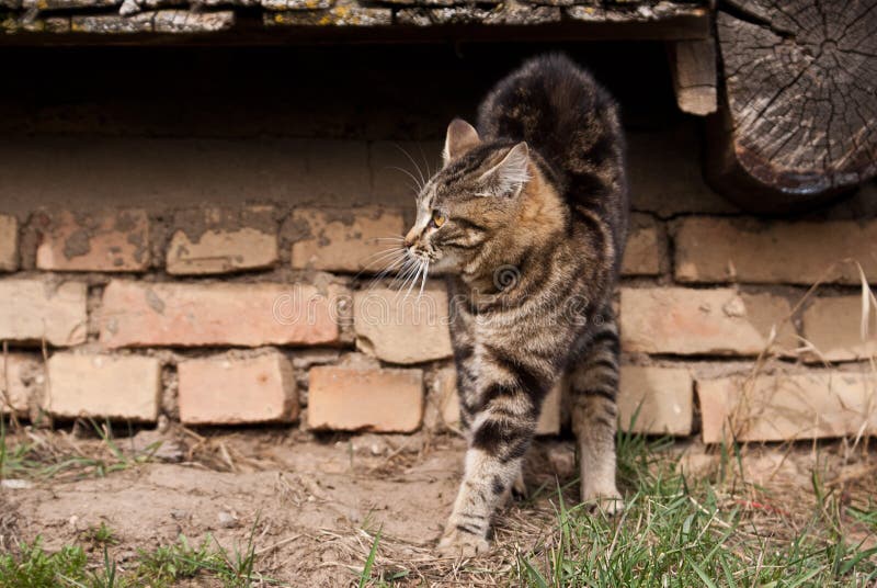 Aggressive cat stock photo. Image of frightened, crouching 69582072