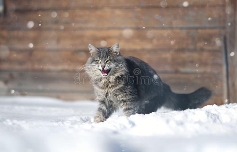 Aggressive cat in the snow