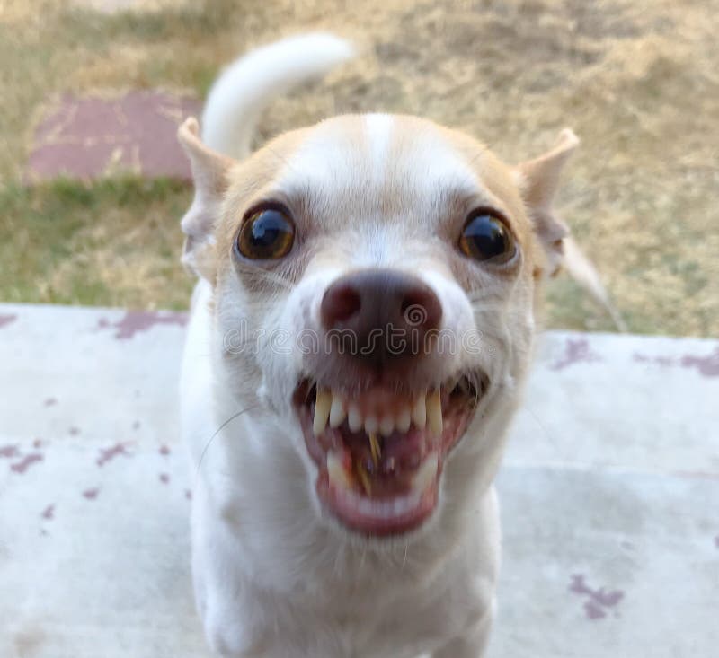 chihuahua teeth