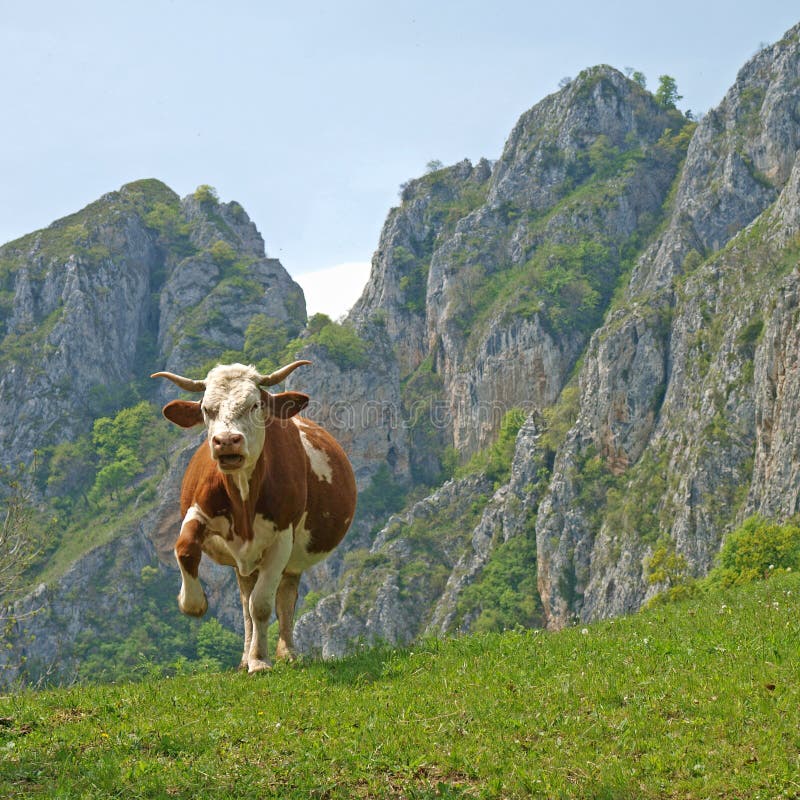 Aggressive Cow Stock Image Image Of Green Cliff Farming