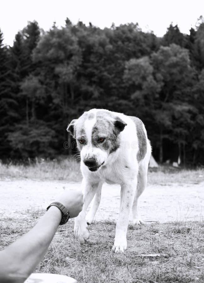 Aggressive dog royalty free stock image