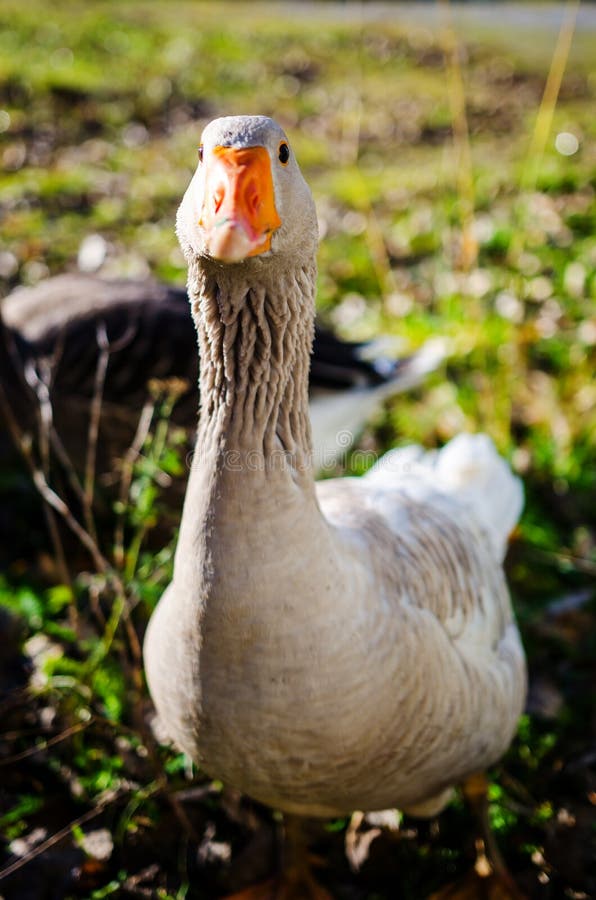 Aggressive geese stock image. Image of geese, autumn 45884179