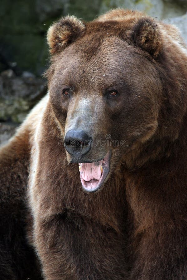 Aggressive Grizzly stock photo