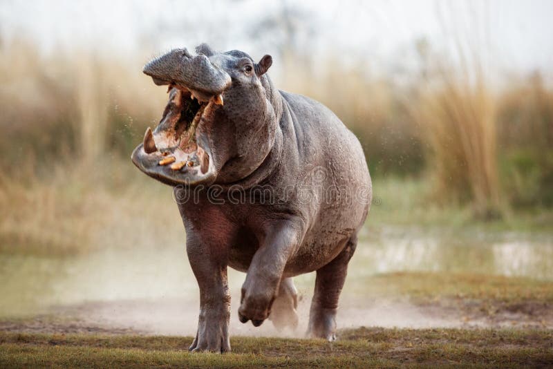 Aggressive hippo male in the nature habitat