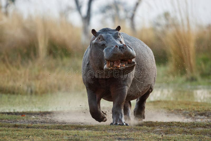 Aggressive hippo male in the nature habitat