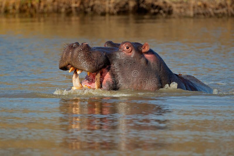 Aggressive hippopotamus royalty free stock photography