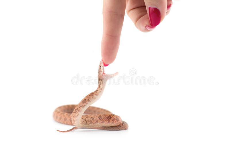 369 Snake Attack Position Stock Photos - Free & Royalty-Free Stock Photos  from Dreamstime