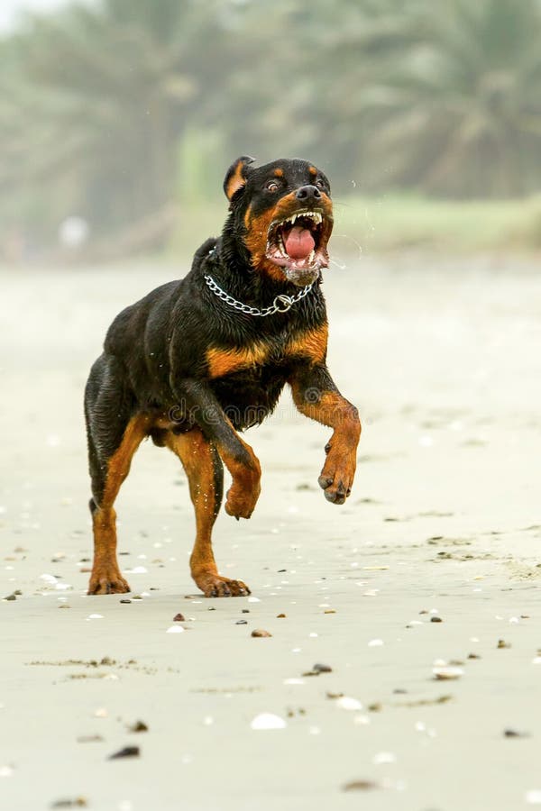 aggressive rottweiler