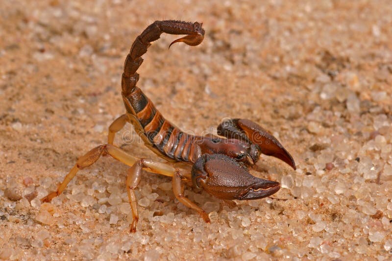 Offensivo scorpione ()  difensiva posizione, deserto, Sud.