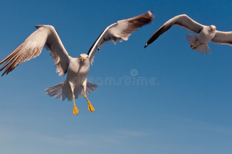 Aggressive seagulls in the sky