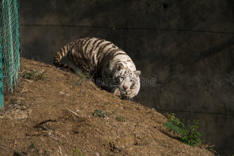Agguato di pratica bianco del cucciolo di tigre in zoo fotografie stock libere da diritti Agguato di pratica bianco del cucciolo di tigre in zoo fotografie stock libere da diritti
