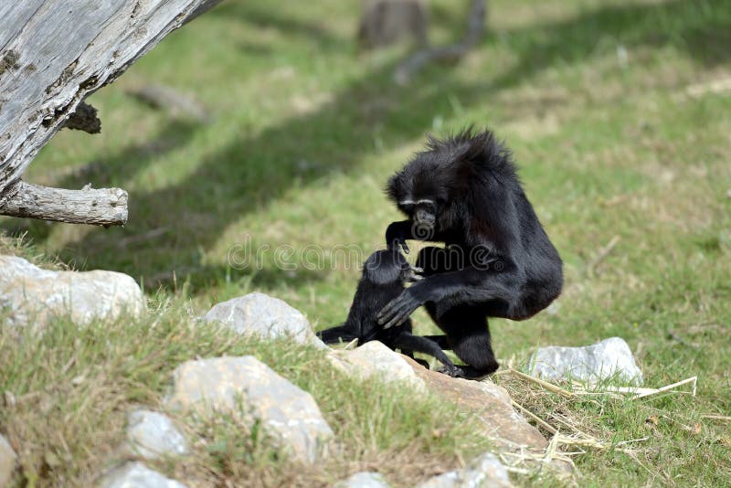 Agile Gibbon