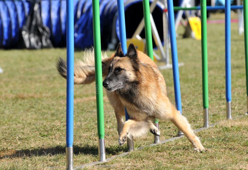 Agility stock image. Image of agility, grass, race, hair 11228529
