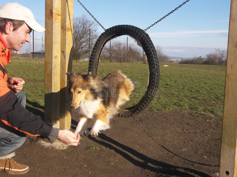 Agility dog sheltie