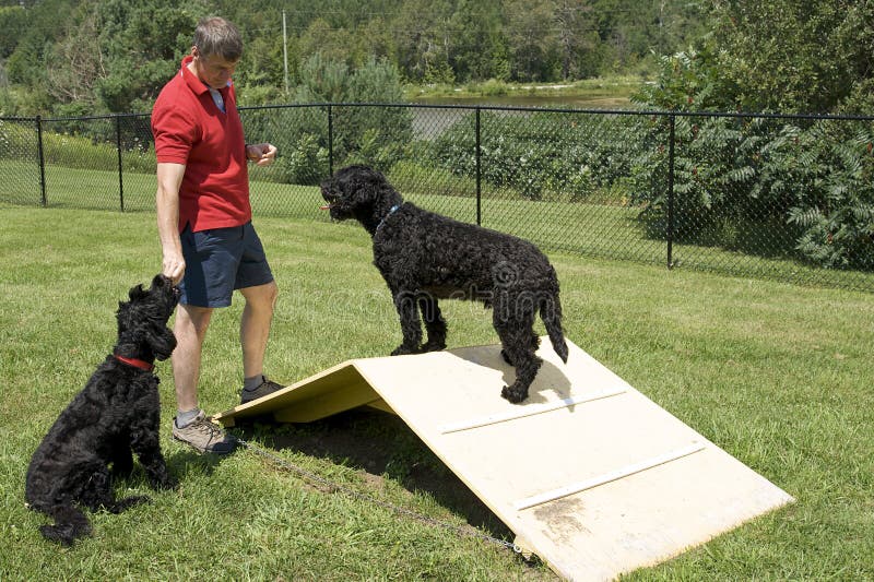Portuguese Water Dog on Yellow Kayak Stock Photo Image of wavy