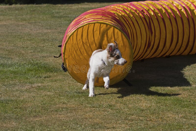 Agility tunnel royalty free stock photography Agility tunnel royalty free stock photography