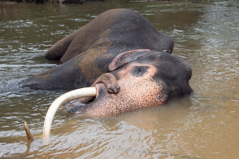 Aging Asian Bull Elephant tusker in the river in Pinnawala Sri Lanka. Aging Asian Bull Elephant tusker resting in the river in Pinnawala Sri Lanka Asia royalty free stock photography Aging Asian Bull Elephant tusker in the river in Pinnawala Sri Lanka. Aging Asian Bull Elephant tusker resting in the river in Pinnawala Sri Lanka Asia royalty free stock photography