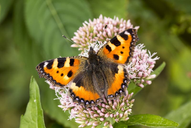 Aglais urticae, Nymphalis urticae, Small Tortoiseshell on Hemp-agrimony, Eupatorium cannabinum, Lower Saxony, Germany