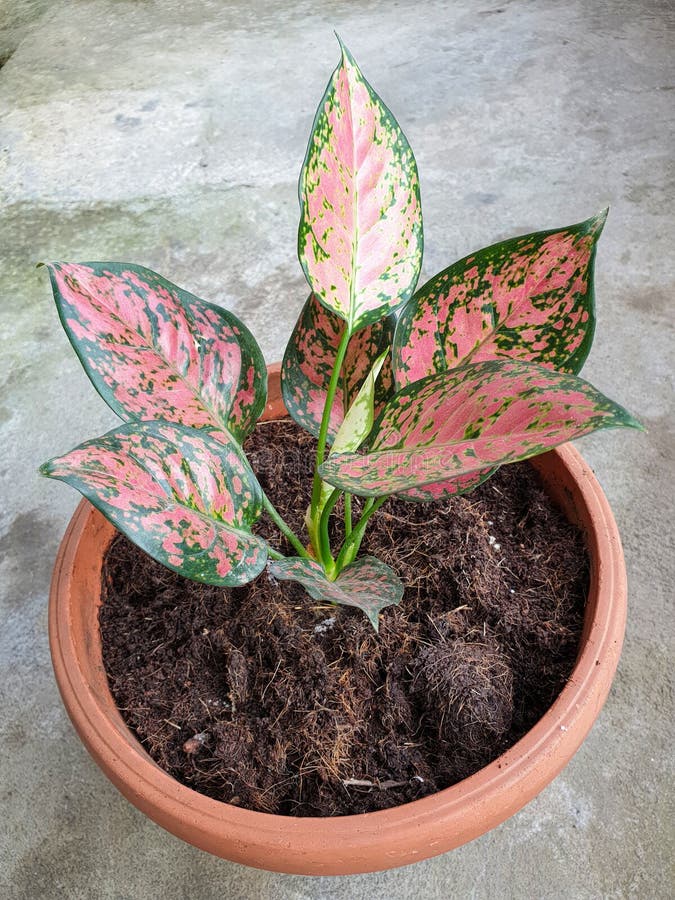 Aglaonema commutatum Schott or chinese evergreen plant