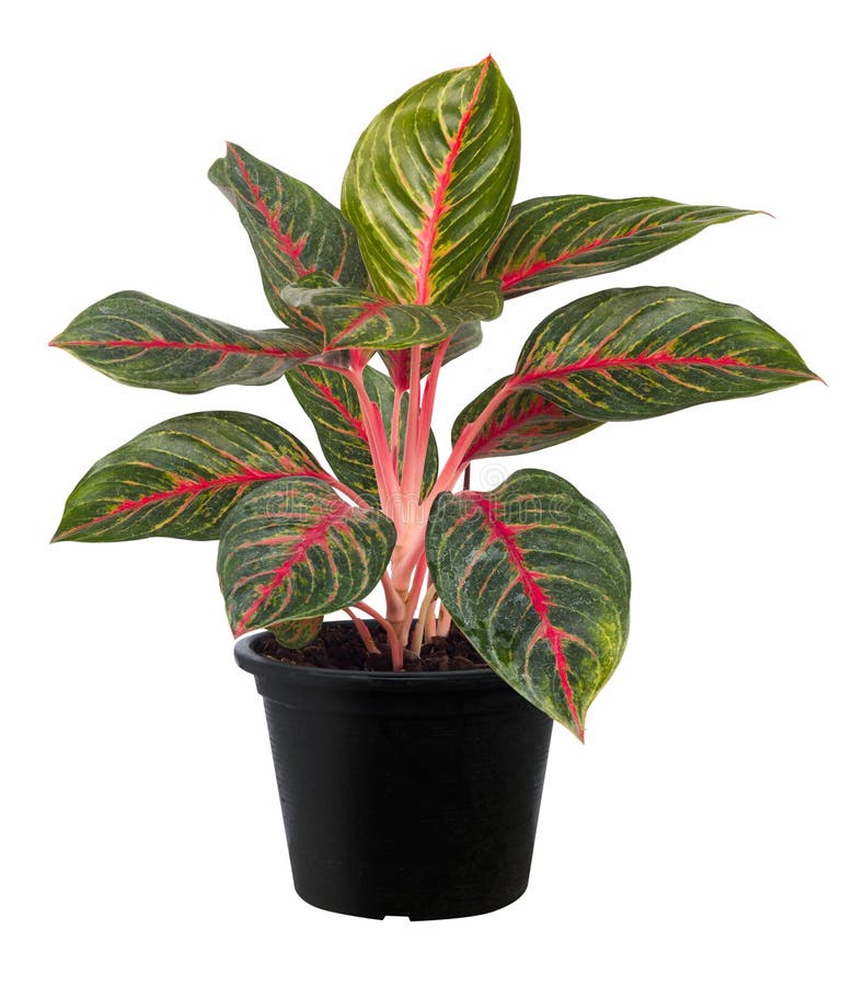 Aglaonema, Green leaf tree plant fresh nature