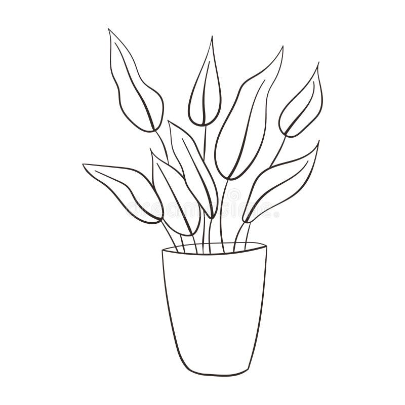 House Plant Sketch House Plant Sketch