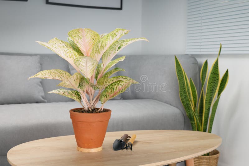 Aglaonema laksap in clay pot