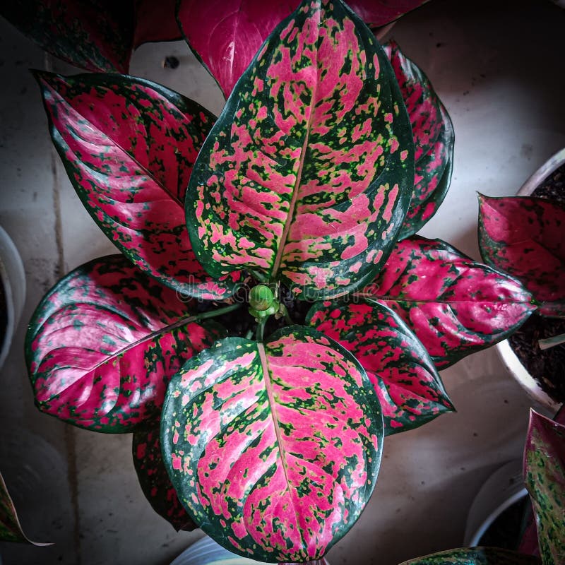 Aglaonema is a Popular Ornamental Plant from the Taro Tribe and is ...