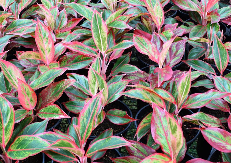  Aglaonemainstallatie (Chinese altijdgroen) stock afbeelding