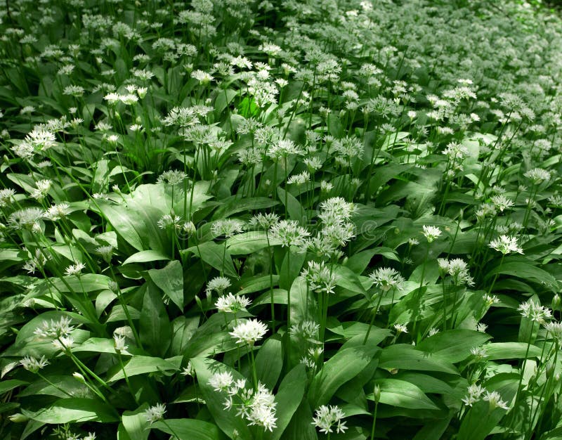 Semi Di Aglio Orsino (Allium Ursinum L.) | 2,35 - Foto 5