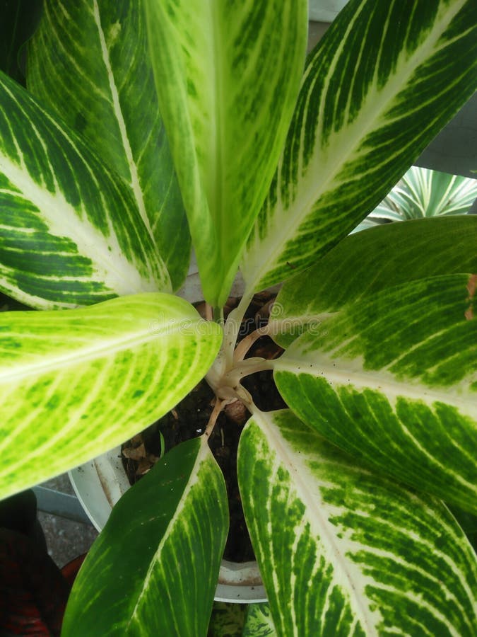 Aglonema royaltyfria foton