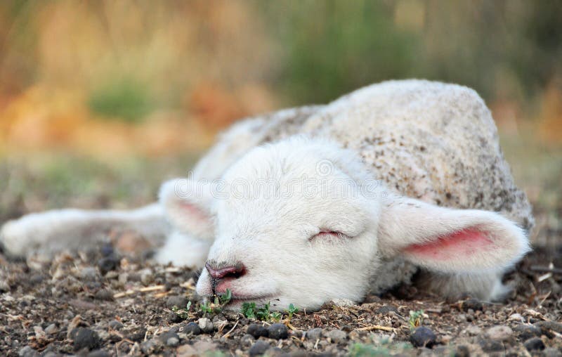 Agneau nouveau-né mignon de bébé dormant dans le domaine à la ferme de pays photo stock Agneau nouveau-né mignon de bébé dormant dans le domaine à la ferme de pays photo stock