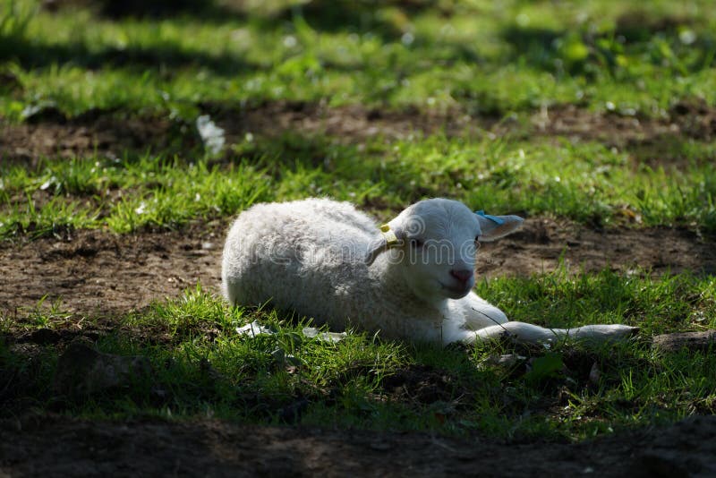 Agnello che si trova all'ombra degli alberi immagine stock libera da diritti