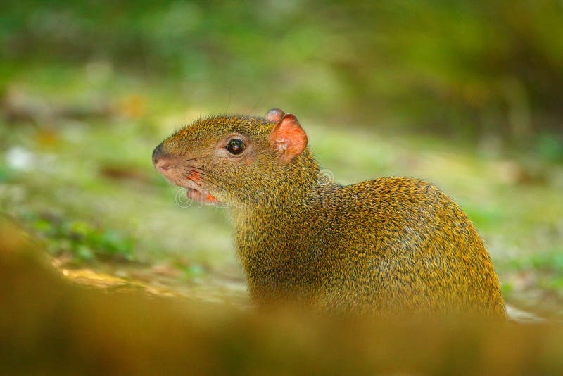Agouti in the tropic forest. Animal in nature habitat, green jungle. Big wild mouse in green vegetation. Cute agouti, green grass. royalty free stock image Agouti in the tropic forest. Animal in nature habitat, green jungle. Big wild mouse in green vegetation. Cute agouti, green grass. royalty free stock image