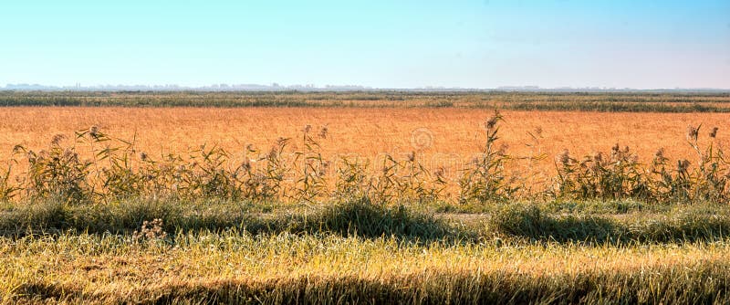 Agrarisch landschap met gebied en gele tarwe stock afbeeldingen Agrarisch landschap met gebied en gele tarwe stock afbeeldingen