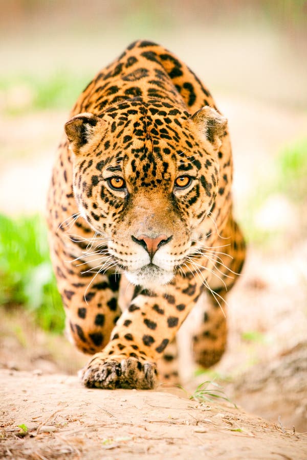 Agresywny Dziki Jaguar przybycie Dostawać Ciebie