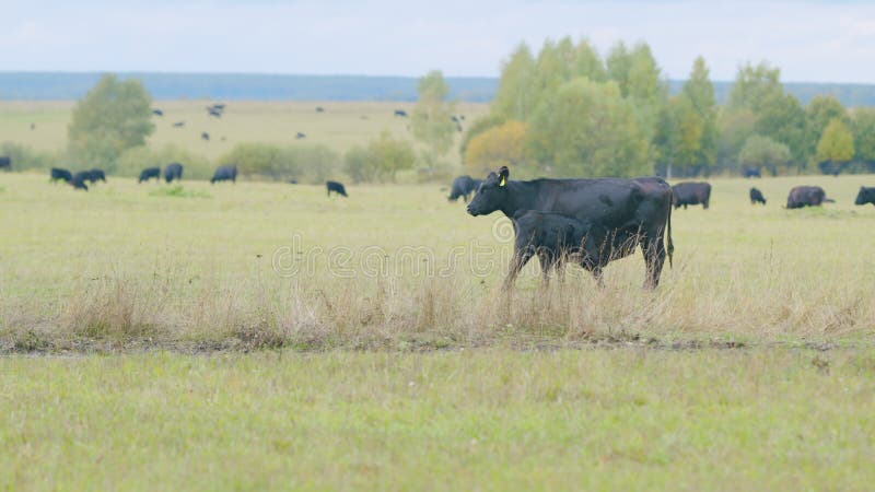 Agribusiness with natural pasture. Small tiny calf grazing on pasture grass field. Black angus beef cow. Static view.