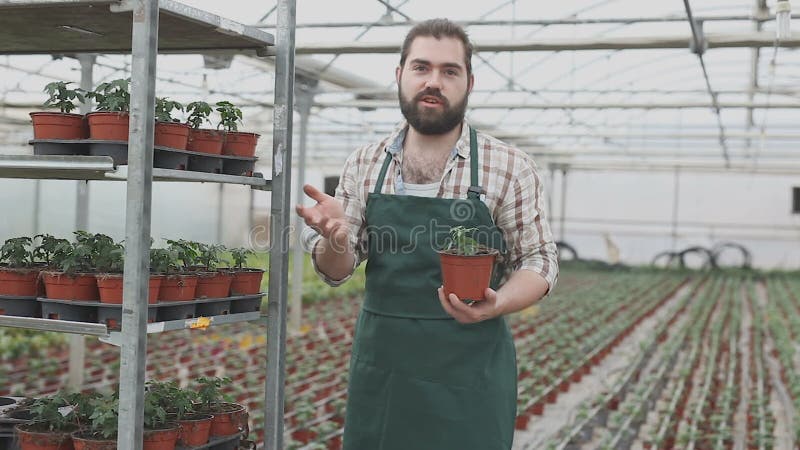 Agricoltore adulto che giardinava nelle piantagioni per la cura delle piantine di pomodoro