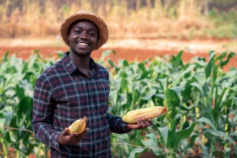Agricoltore africano che regge un mais fresco in fattoria biologica con sorriso e felicità, agricoltura o coltivazione