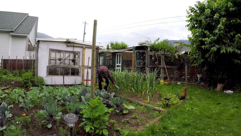 Agricoltore che fa il giardinaggio nel cortile 4k