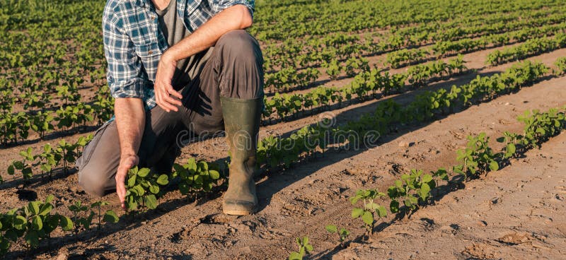 Agricoltore che lavora alla piantagione della soia, sviluppo d'esame dei raccolti fotografie stock Agricoltore che lavora alla piantagione della soia, sviluppo d'esame dei raccolti fotografie stock