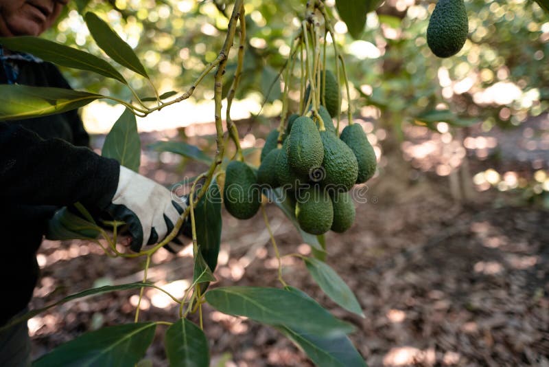 Agricoltore che lavora nella stagione di raccolta dell'avocado