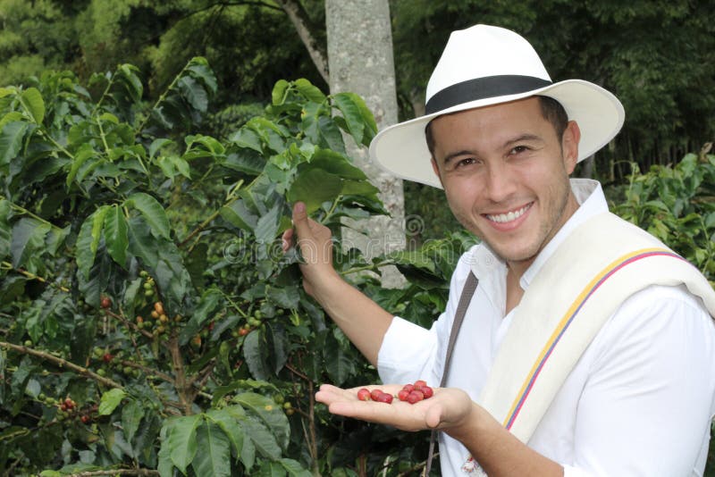 Agricoltore che mostra i chicchi di caffè crudi fotografia stock libera da diritti Agricoltore che mostra i chicchi di caffè crudi fotografia stock libera da diritti