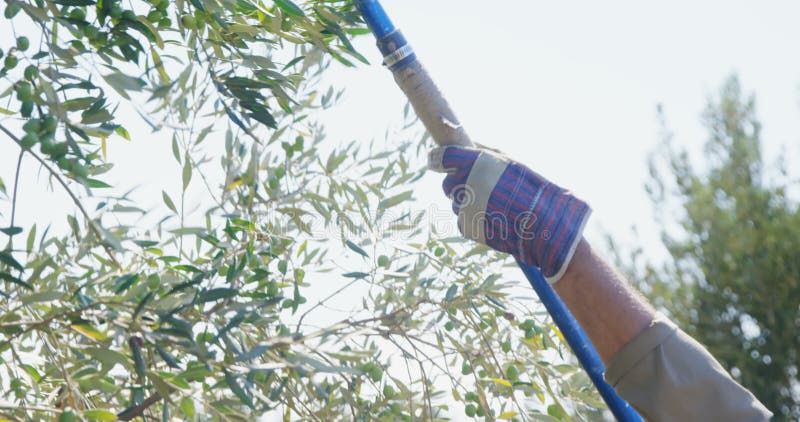 Agricoltore che raccoglie oliva con lo scaffale 4k