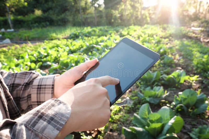 Agricoltore che utilizza il computer digitale della compressa nell'agricoltura coltivata F