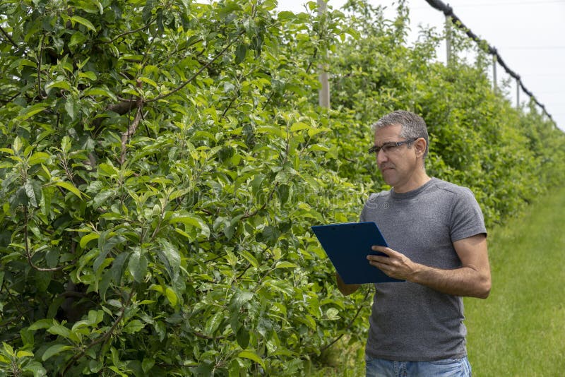 Agricoltore With Clipboard nello stato di controllo del frutteto di di melo fotografia stock libera da diritti Agricoltore With Clipboard nello stato di controllo del frutteto di di melo fotografia stock libera da diritti