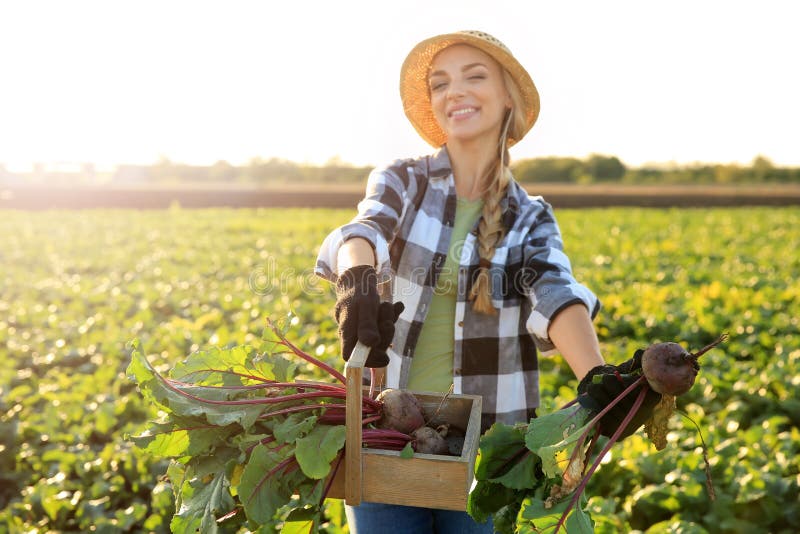 Agricoltore femminile che riunisce barbabietola nel campo immagini stock libere da diritti Agricoltore femminile che riunisce barbabietola nel campo immagini stock libere da diritti