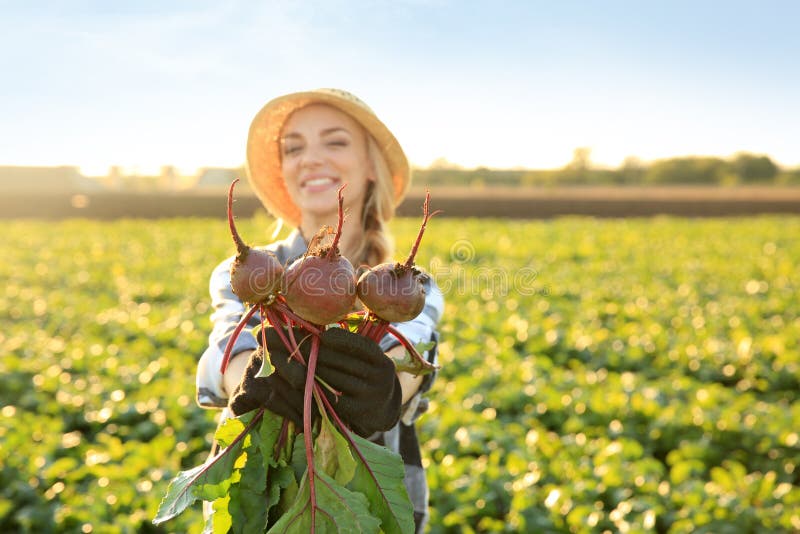 Agricoltore femminile con barbabietola nel campo fotografie stock Agricoltore femminile con barbabietola nel campo fotografie stock