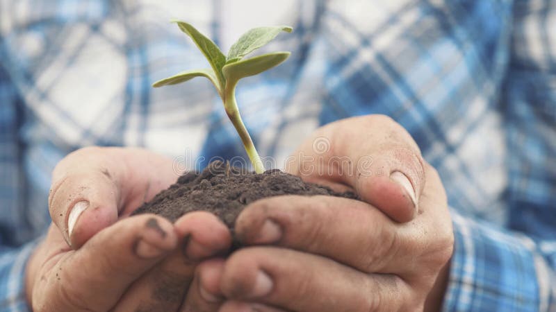 Agricoltore mano che tiene in mano una giovane pianta di girasole fresca. l'uomo tiene in mano il terreno lo stile di vita sporca