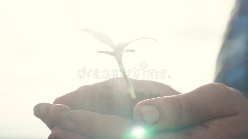 Agricoltore mano che tiene in mano una giovane pianta di girasole fresca. l'uomo tiene la terra sporca una giovane pianta verde. e