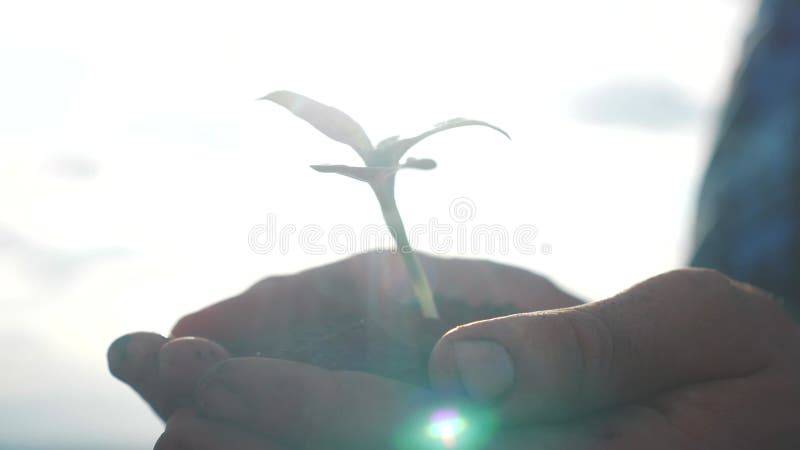 Agricoltore mano che tiene in mano una giovane pianta di girasole fresca. l'uomo tiene la terra sporca una pianta verde di stile d